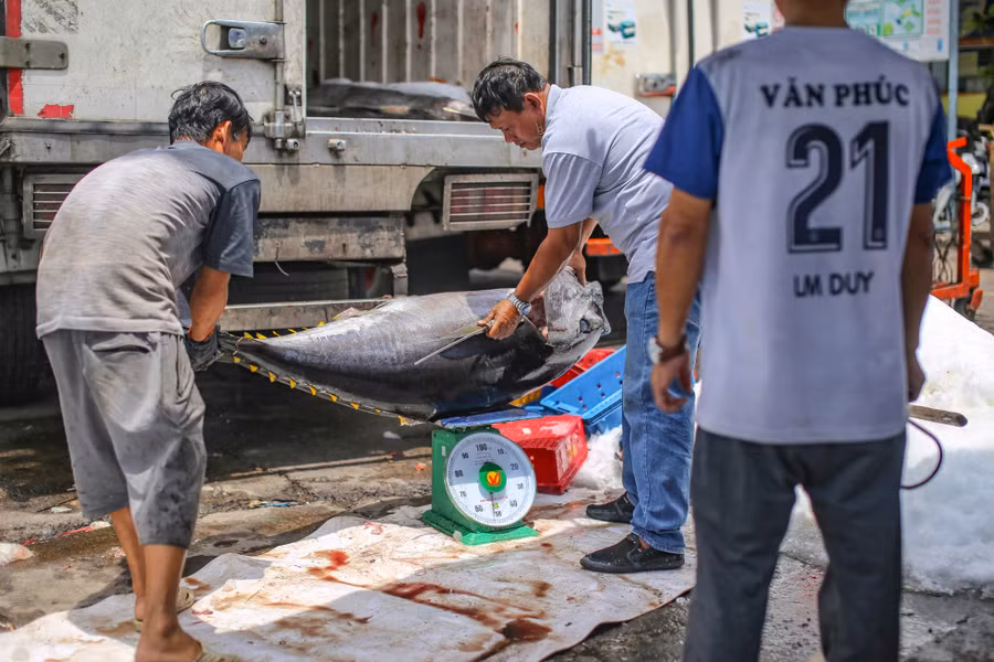 Hiện, giá cá ngừ sọc dưa được thương lái thu mua từ 22.000 - 25.000 đồng/kg, giá cá ngừ đại dương dao động khoảng từ 95.000 - 120.000 đồng/kg.