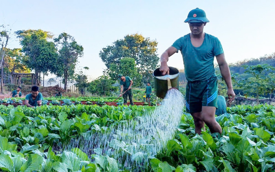 Cán bộ, chiến sĩ Tiểu đoàn Bộ binh 50 (Trung đoàn Bộ binh 991, Bộ Chỉ huy Quân sự tỉnh Gia Lai) tăng gia sản xuất. Ảnh: V.H 1vh.jpg