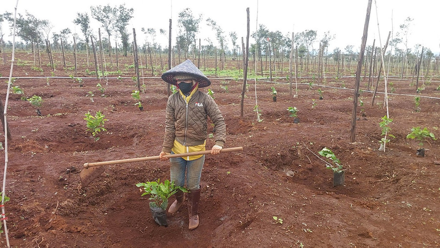 Người dân xã Nghĩa Hưng (huyện Chư Păh) trồng tái canh cà phê. Ảnh: N.D 2chupah.jpg
