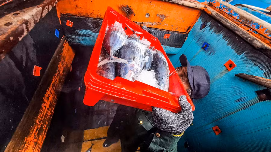 Sau chuyến biển kéo dài hơn nửa tháng ở vùng biển Hoàng Sa, tàu BĐ91347 TS cập cảng cá Quy Nhơn để xuất bán hải sản. Chuyến này, tàu đánh bắt được gần 20 tấn cá ngừ sọc dưa. Theo ngư dân, dù sản lượng dù không được cao nhưng anh em bạn tàu cũng có ít chi phí để trang trải cho gia đình. Ảnh: Trương Định