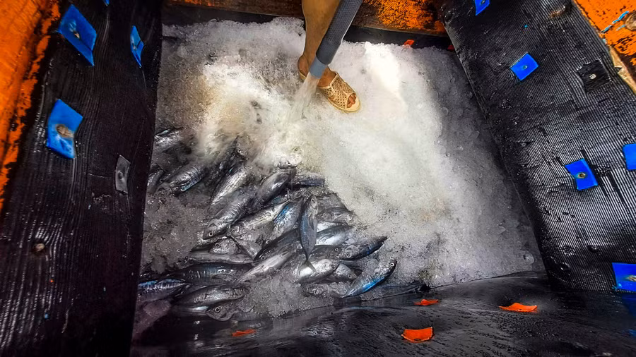 Với ngư dân, biển là nhà, luôn đoàn kết sát cánh bên nhau như những cột mốc chủ quyền, vừa hi vọng về những chuyến bội thu tôm cá. Trong ảnh: Cá được ngư dân bảo quản kỹ lưỡng tại các hầm trên tàu. Ảnh: Trương Định