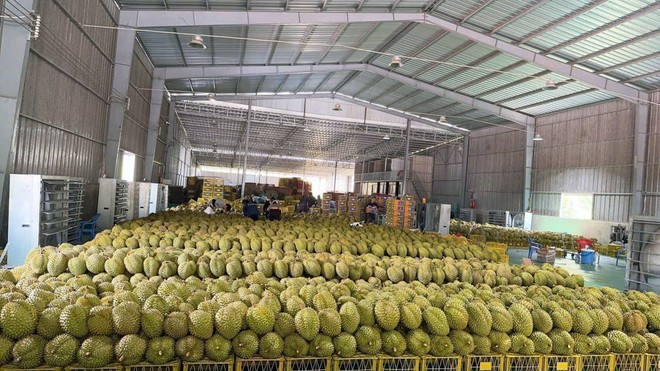 Sầu riêng vừa thu hoạch được trữ trong kho của Công ty Trách nhiệm hữu hạn Nông sản Bảo Thi ở huyện Đạ Huoai, Lâm Đồng.(Ảnh: Chu Quốc Hùng/TTXVN) Sầu riêng vừa thu hoạch được trữ trong kho của Công ty Trách nhiệm hữu hạn Nông sản Bảo Thi ở huyện Đạ Huoai, Lâm Đồng.(Ảnh: Chu Quốc Hùng/TTXVN)