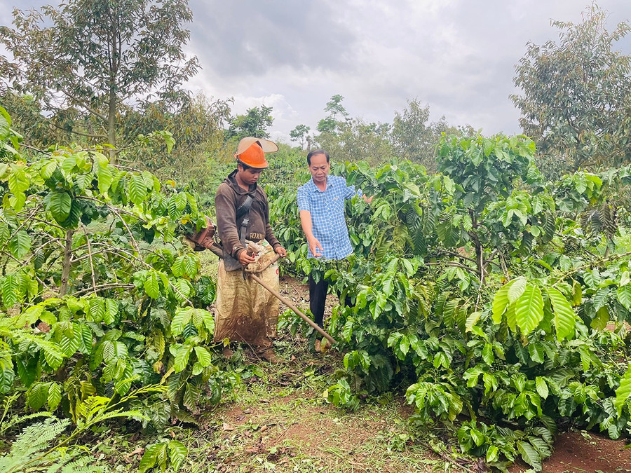 Từ khi được cấp mã số vùng trồng, ông Sơn (bìa phải) không còn dùng thuốc diệt cỏ nữa mà thực hiện việc cắt cỏ cho vườn cây. Ảnh: Hồng Thương 2t.jpg