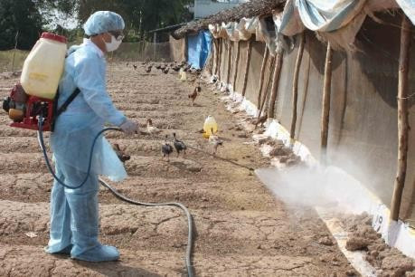 Điều kiện hỗ trợ đối với người tham gia khắc phục dịch bệnh động vật là phải được cơ quan, đơn vị nhà nước có thẩm quyền phân công hoặc huy động bằng văn bản (ảnh minh họa) 2tieu-huy.jpg
