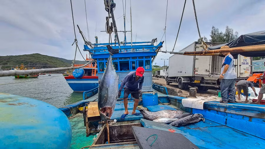 Sau chuyến biển đánh bắt gần 1 tháng ở vùng biển Trường Sa, tàu BĐ 97998 TS (thị xã Hoài Nhơn) chỉ mang về được 20 con cá ngừ đại dương - loại cá có giá trị kinh tế cao. Dù không đong đầy hầm cá như những lần trúng lớn trước, các ngư dân cũng tất bật “khui hầm”, phân loại và bán cá ngay trên bến cảng. Ảnh: Trương Định
