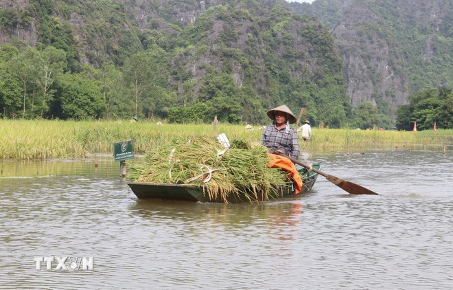 การนั่งบนเรือในแม่น้ำโงดง ชมทุ่งนาที่สุกงอมและผู้คนกำลังเกี่ยวข้าวเป็นประสบการณ์ที่น่าสนใจและน่าดึงดูดใจสำหรับนักท่องเที่ยวเป็นอย่างยิ่ง ภาพโดย Thuy Dung/VNA Ngồi đò lướt trên sông Ngô Đồng ngắm đồng ruộng mùa lúa chín và người dân tất bật thu hoạch là một trải nghiệm vô cùng thú vị, hấp dẫn đối với du khách. Ảnh: Thùy Dung/TTXVN