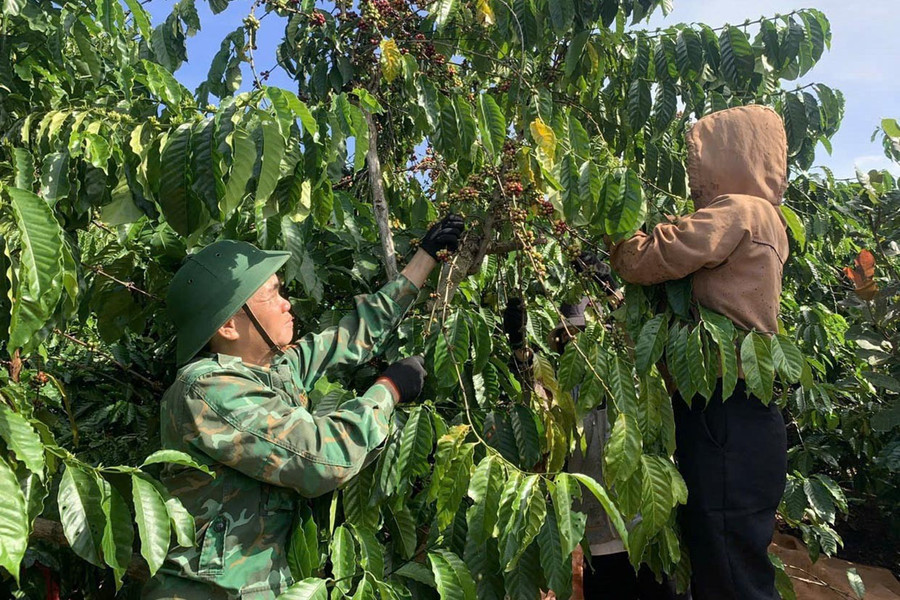 Đồn Biên phòng Ia Nan giúp dân hái cà phê. Ảnh: H.T 2ht.jpg