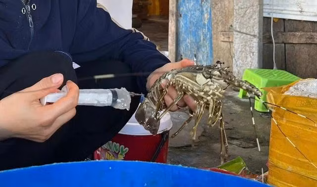 Tôm hùm chết được bơm tạp chất tại cơ sở của bà N.T.X. ẢNH: QUẢN LÝ THỊ TRƯỜNG PHÚ YÊN
