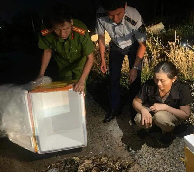Cơ quan chức năng phát hiện nhiều tôm hùm chết bị bơm tạp chất chờ đưa đi tiêu thụ. ẢNH: QUẢN LÝ THỊ TRƯỜNG PHÚ YÊN Cơ quan chức năng phát hiện nhiều tôm hùm chết bị bơm tạp chất chờ đưa đi tiêu thụ. ẢNH: QUẢN LÝ THỊ TRƯỜNG PHÚ YÊN