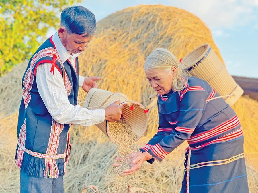 Lúa, gạo đóng vai trò quan trọng trong đời sống của người Jrai. Ảnh: T.D 1gop-gao.jpg