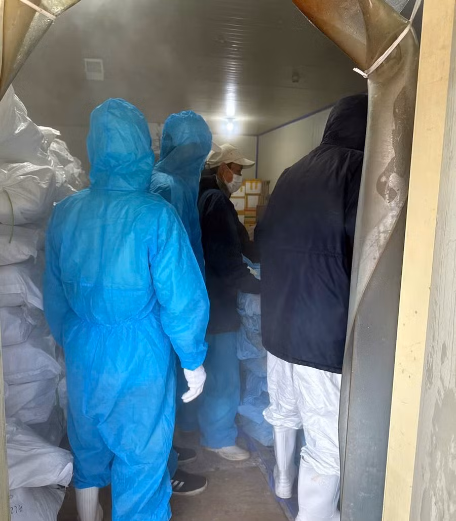 Lực lượng chức năng lấy mẫu kiểm định thịt lợn trong kho lạnh Công ty CP đồ hộp Hạ Long.