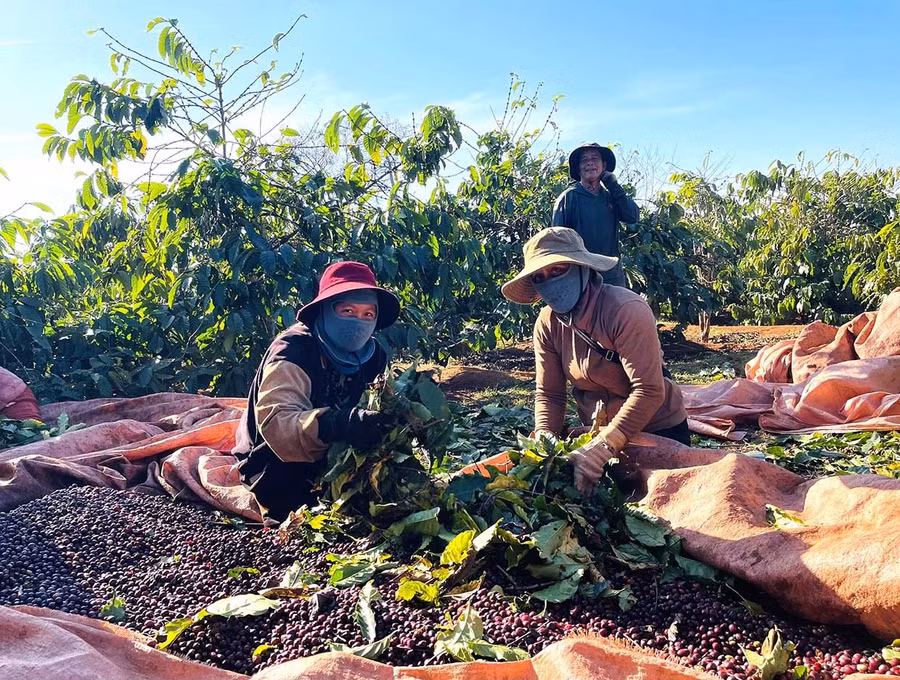 Từng bạt cà phê sau khi thu hái được làm sạch và đóng bao chở về sân phơi chung của thôn. . Ảnh: P.D
