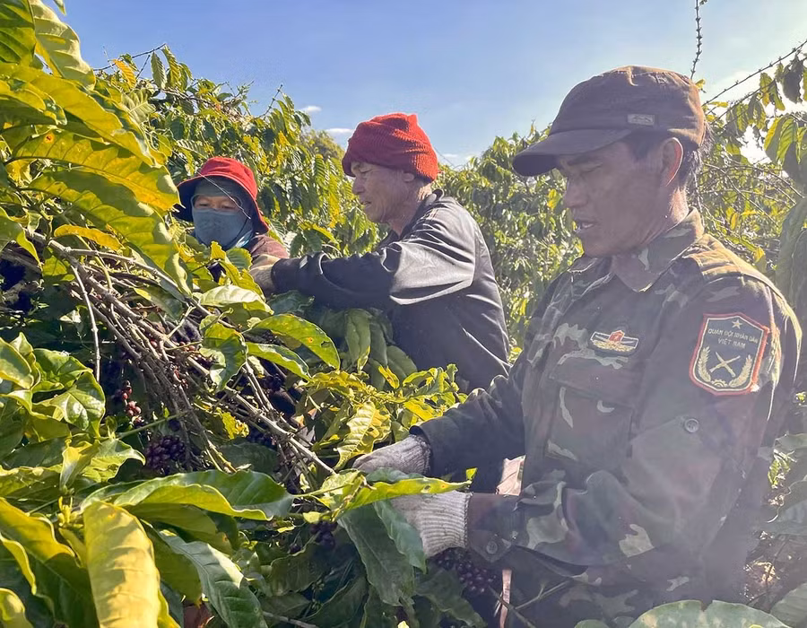 Các thành viên tổ 2, thôn Dôr II, cùng nhau thu hoạch cà phê. Ảnh: P.D