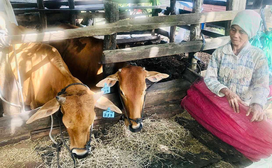Khi thời tiết lạnh, người chăn nuôi đã chủ động che chắn chuồng trại, dự trữ rơm khô để làm thức ăn cho bò. Ảnh: Lê Nam
