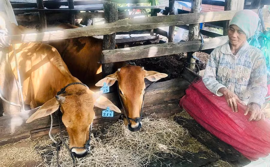 Khi thời tiết lạnh, người chăn nuôi đã chủ động che chắn chuồng trại, dự trữ rơm khô để làm thức ăn cho bò. Ảnh: Lê Nam