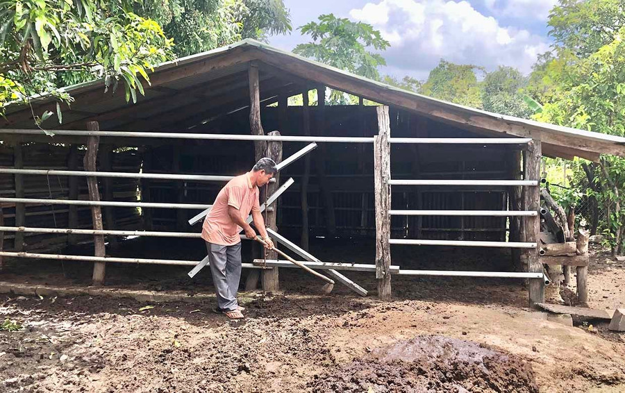 Ông Kpă Tuk (ở thôn Kte, xã Ia Hrú) thường xuyên vệ sinh chuồng trại, giữ nền chuồng khô ráo, che kín gió khi trời lạnh để đảm bảo sức khỏe cho đàn bò. Ảnh: Lê Nam