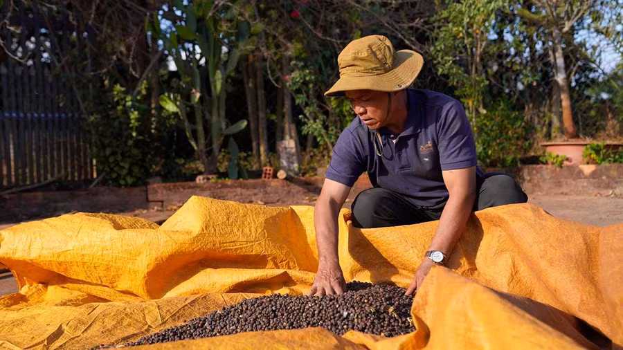 Ông Rơ Châm Mreng phơi cà phê, xát lấy nhân để bán với giá tốt hơn. Ảnh: Thúy Trinh
