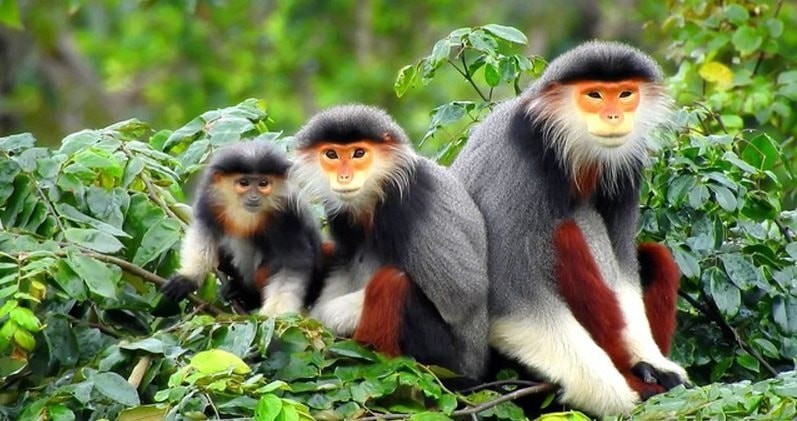 Bộ Nông nghiệp và Môi trường ban hành quy định mới về quản lý loài nguy cấp, quý, hiếm. Ảnh: Internet