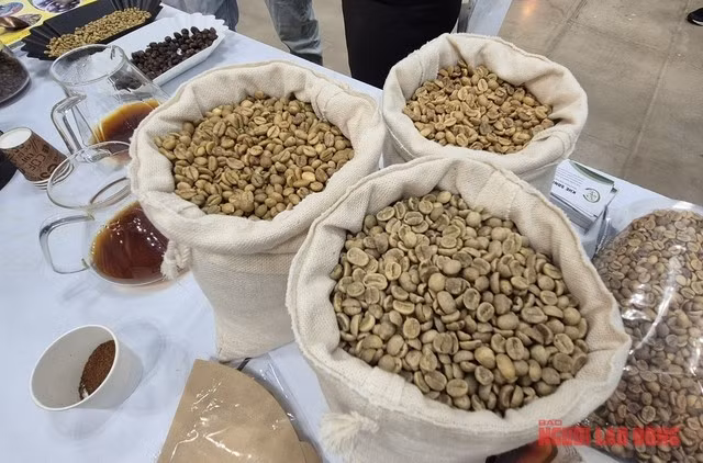 Ngành cà phê vẫn còn bị ám ảnh bởi thuế quan của Mỹ