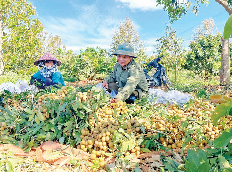 Người dân huyện Chư Sê thu hoạch nhãn. Ảnh: Q.T 2-qt2.jpg