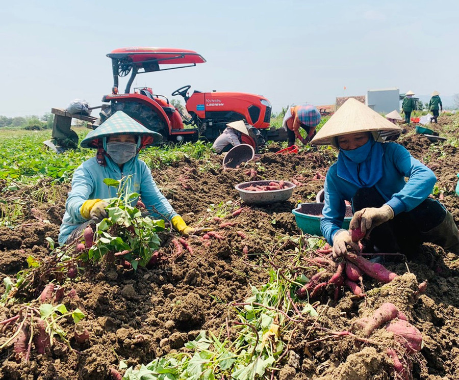 Các khâu trồng, chăm sóc, thu hoạch khoai lang đều được cơ giới hóa giúp người nông dân tiết kiệm sức lao động. Ảnh: B.A 3t.jpg