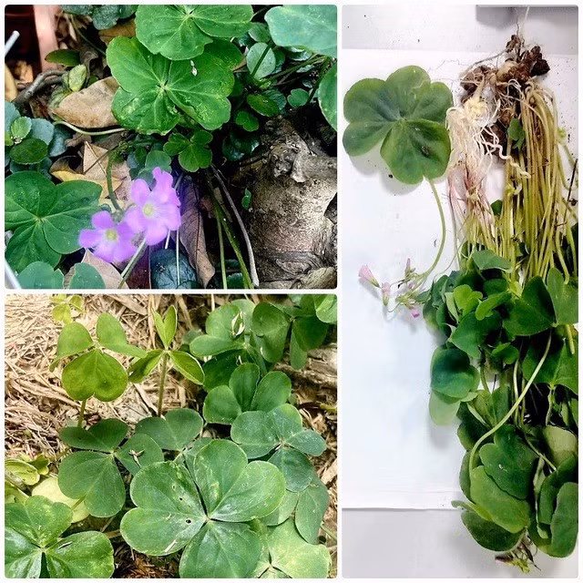 Loại cây me đất hoa đỏ bệnh nhân đun nước uống. Ảnh: Bệnh nhân cung cấp