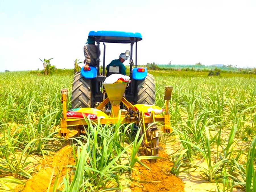 Chăm sóc, bón phân cho cây mía bằng máy. Ảnh: Ngọc Đức 2cham-soc-bon-phan-cho-cay-mia-bang-may-anh-ngoc-duc.jpg