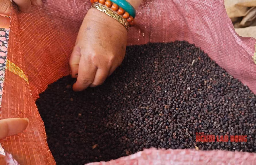 Nông dân phơi tiêu chờ bán