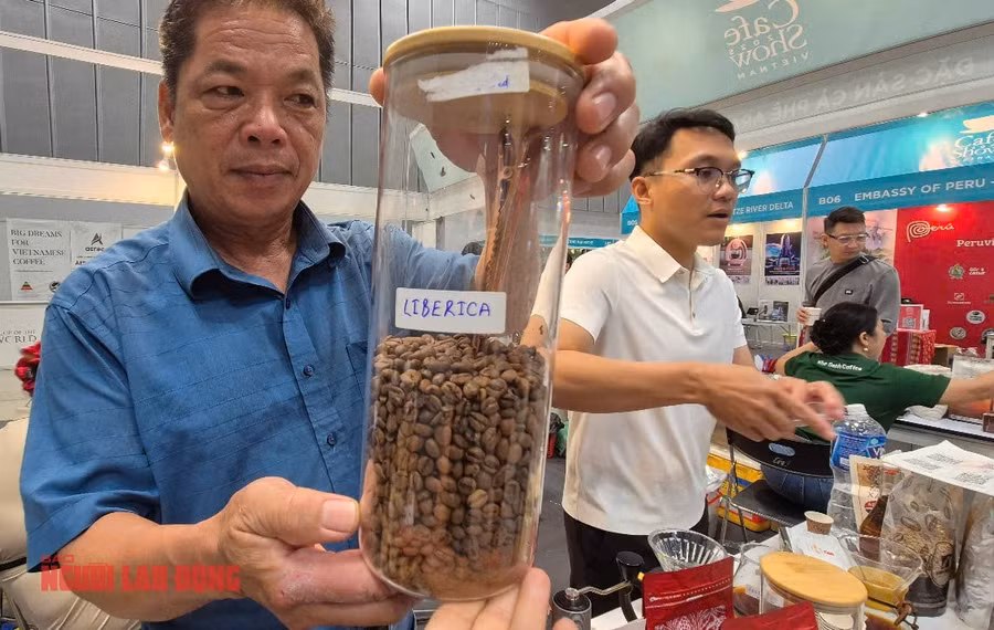 Ông Lê Đức Bình và cà phê Liberica tự hào của ông