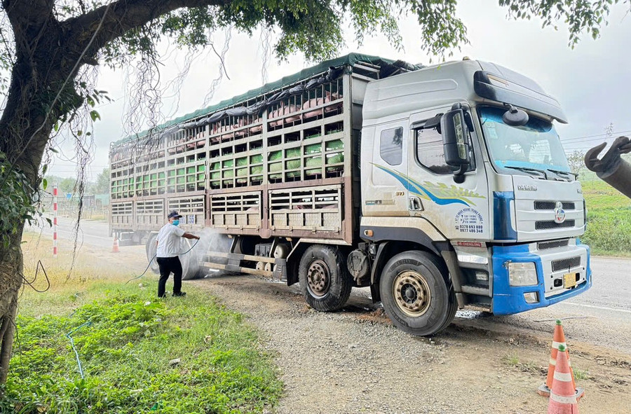 Trạm Kiểm soát dịch bệnh động vật Song An khử trùng, tiêu độc phương tiện vận chuyển gia súc ra vào tỉnh. Ảnh: N.D 22d.jpg