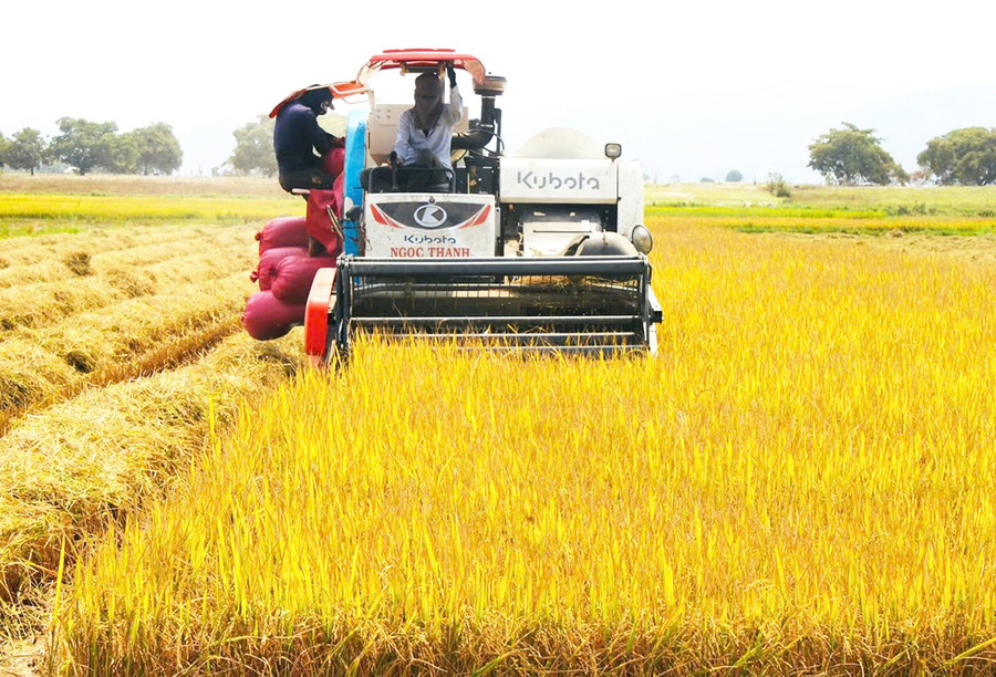 Nhờ đưa giống mới và áp dụng khoa học kỹ thuật vào sản xuất, người dân Ia Pa có những vụ mùa bội thu. Ảnh: Vũ Chi 3t-nho-dua-giong-moi-va-ap-dung-khoa-hoc-ky-thuat-vao-san-xuat-nguoi-dan-ia-pa-co-nhung-vu-mua-boi-thu-anh-vu-chi.jpg