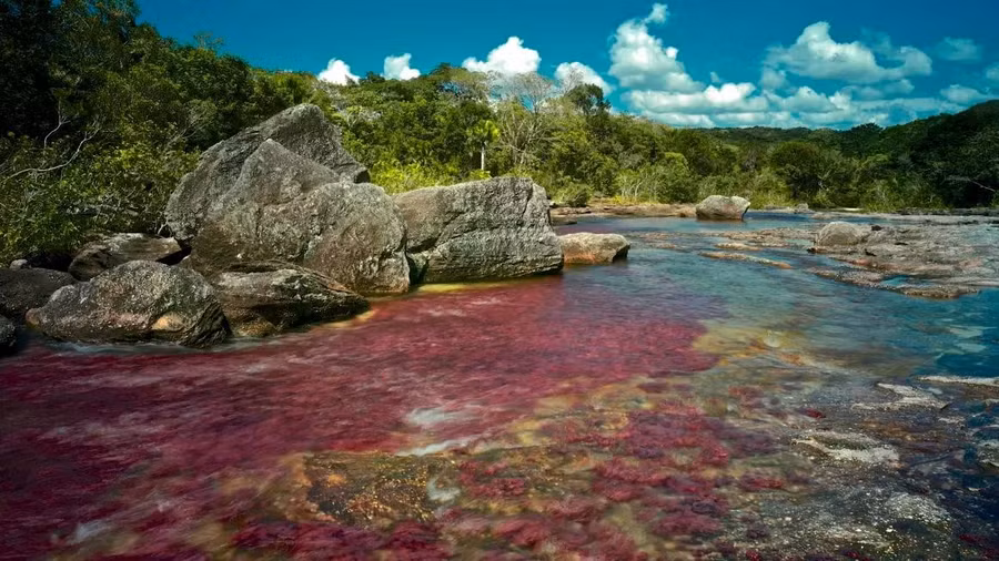 Trong khoảng thời gian ngắn ngủi giữa mùa mưa và mùa khô ở Colombia, dòng nước Cano Cristales trở nên rực rỡ với đủ màu đỏ, vàng và xanh lá cây. Hiện tượng sống động này là do Macarenia clavigera - một loại cây được tìm thấy ở lòng sông. Hiện tại, du khách chỉ được phép bơi ở một số khu vực nhất định ở hồ mà không được bôi kem chống nắng để bảo vệ hệ sinh thái mỏng manh này. Ảnh: AP.