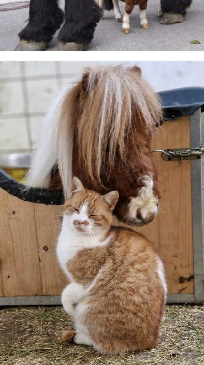 Pumuckel có nhiều bạn, bao gồm cả mèo. Ảnh: KIDS