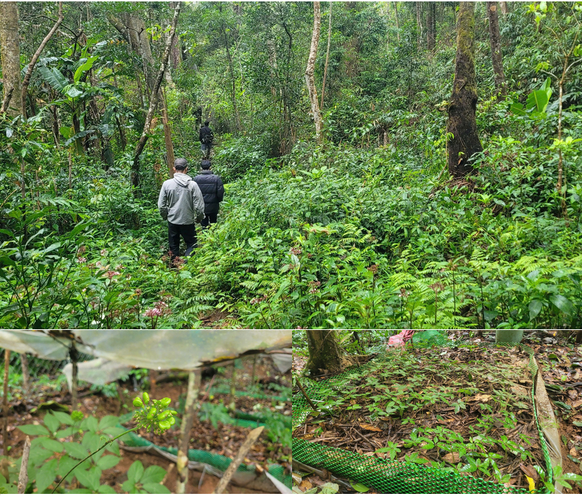 Người dân đi tuần những vườn sâm.