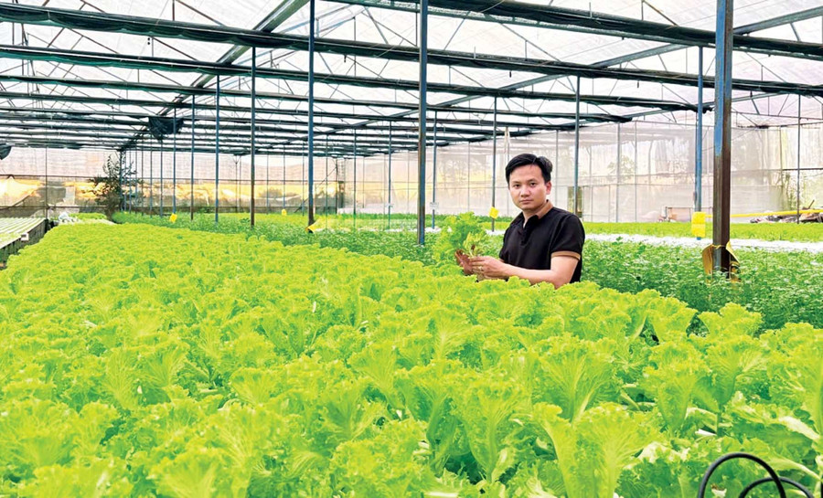 Anh Nguyễn Nam Phong với mô hình trồng rau xanh trong nhà màng. Ảnh: M.L