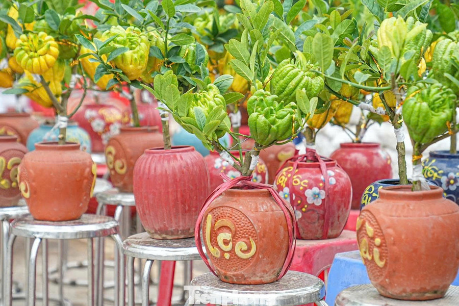 Không giống các loại bonsai truyền thống, phật thủ bonsai vừa mang giá trị thẩm mỹ, vừa có hương thơm dịu nhẹ. Mùi thơm đặc trưng của quả phật thủ tạo cảm giác thanh khiết, giúp không gian ngày Tết thêm phần ấm cúng.