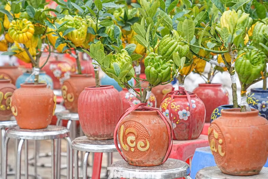 Không giống các loại bonsai truyền thống, phật thủ bonsai vừa mang giá trị thẩm mỹ, vừa có hương thơm dịu nhẹ. Mùi thơm đặc trưng của quả phật thủ tạo cảm giác thanh khiết, giúp không gian ngày Tết thêm phần ấm cúng.