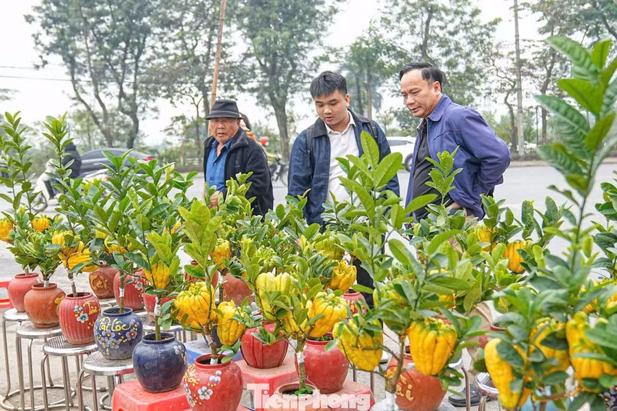 Càng gần Tết, nhu cầu mua phật thủ bonsai càng tăng. Tiểu thương Nguyễn Thanh Sơn (xã Đông Anh, Hà Nội) cho biết, phật thủ được mang từ làng trồng phật thủ Đắc Sở về, lượng khách tìm mua loại cây này tăng mạnh nhờ tính mới lạ và ý nghĩa phong thủy.