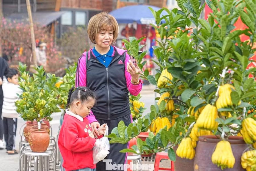 Nhiều gia đình lựa chọn đặt phật thủ bonsai trong phòng khách hoặc gần khu vực thờ cúng với mong muốn năm mới gặp nhiều thuận lợi. Hương thơm nhẹ nhàng của quả cũng tạo cảm giác thư thái, dễ chịu cho không gian sống.