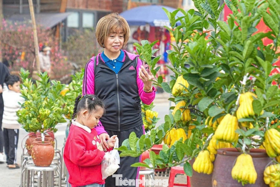 Nhiều gia đình lựa chọn đặt phật thủ bonsai trong phòng khách hoặc gần khu vực thờ cúng với mong muốn năm mới gặp nhiều thuận lợi. Hương thơm nhẹ nhàng của quả cũng tạo cảm giác thư thái, dễ chịu cho không gian sống.