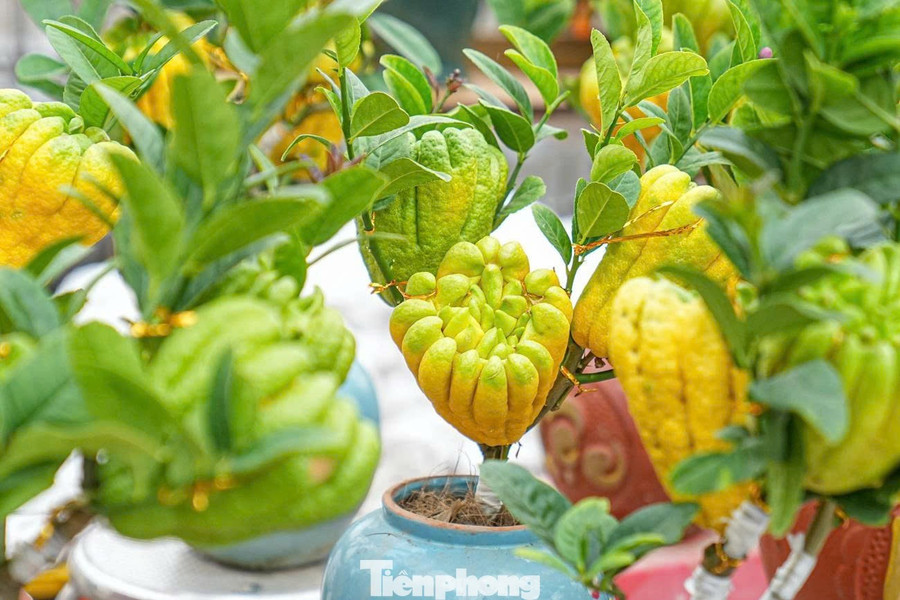 Trong nhịp sống hiện đại, khi nhiều phong tục Tết dần thay đổi, sự xuất hiện của phật thủ bonsai được xem là cách làm mới truyền thống, giúp Tết Việt thêm phong phú nhưng vẫn giữ trọn bản sắc văn hóa dân tộc.