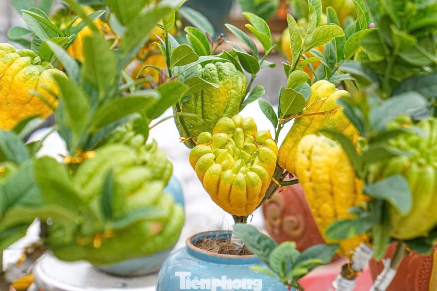 Trong nhịp sống hiện đại, khi nhiều phong tục Tết dần thay đổi, sự xuất hiện của phật thủ bonsai được xem là cách làm mới truyền thống, giúp Tết Việt thêm phong phú nhưng vẫn giữ trọn bản sắc văn hóa dân tộc.