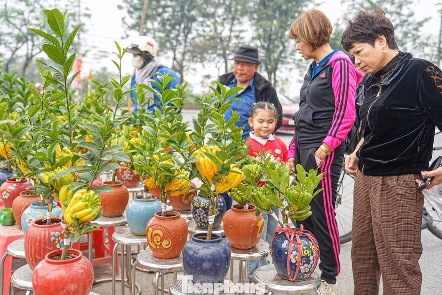 Các chậu phật thủ bonsai có mức giá khá đa dạng, từ vài trăm nghìn đến vài triệu đồng, tùy theo kích thước, dáng thế và số lượng quả. Những chậu cây mini được nhiều gia đình lựa chọn để trang trí phòng khách hoặc bàn làm việc có giá dao động từ 500.000-700.000đ/chậu.