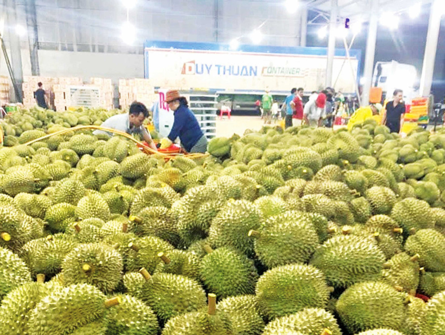 Kho tập kết của doanh nghiệp thu mua sầu riêng ở phường An Phú. Ảnh: ĐVCC