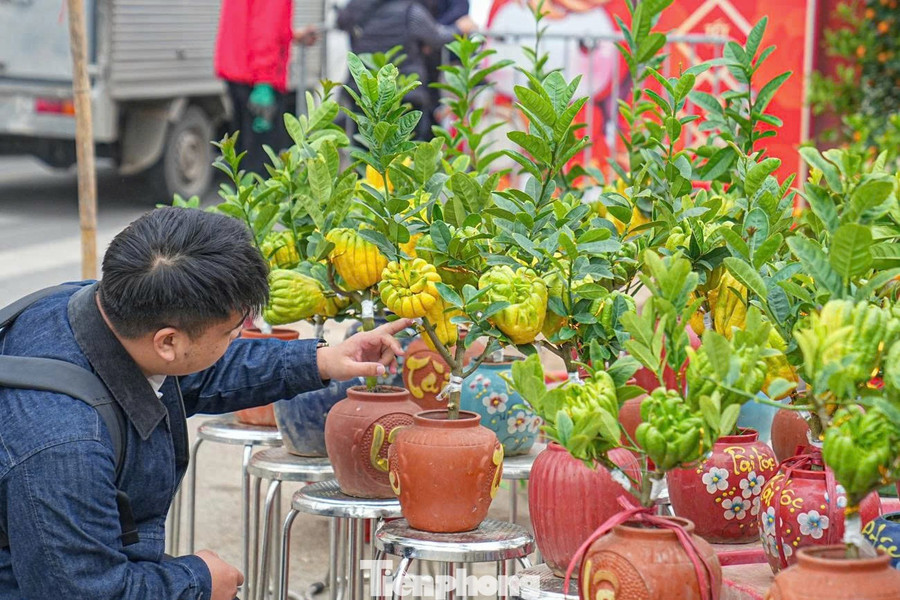 Để tạo nên một chậu phật thủ bonsai đẹp, người trồng phải chăm sóc cây trong thời gian dài, uốn thế, tạo dáng tỉ mỉ để cây vừa giữ được nét tự nhiên vừa mang tính nghệ thuật. Những chậu cây có nhiều quả, quả phân bố đều, dáng cây cân đối thường được người chơi đánh giá cao.