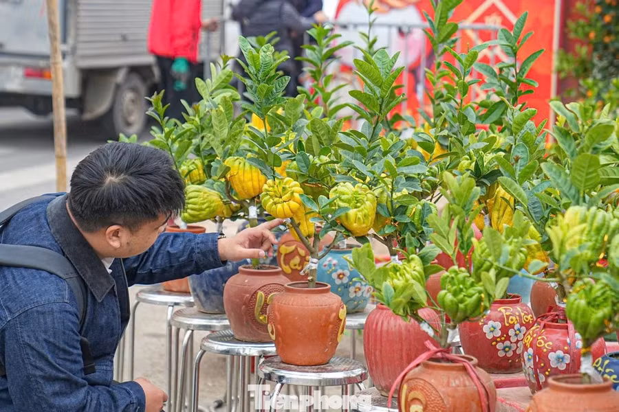 Để tạo nên một chậu phật thủ bonsai đẹp, người trồng phải chăm sóc cây trong thời gian dài, uốn thế, tạo dáng tỉ mỉ để cây vừa giữ được nét tự nhiên vừa mang tính nghệ thuật. Những chậu cây có nhiều quả, quả phân bố đều, dáng cây cân đối thường được người chơi đánh giá cao.