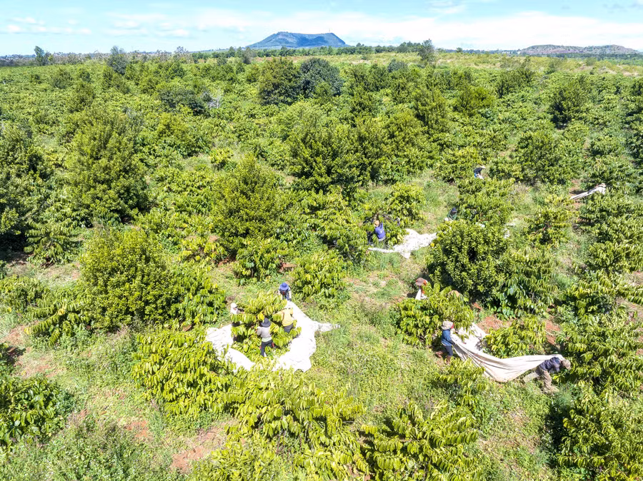 Vùng nguyên liệu cà phê organic của Công ty TNHH Vĩnh Hiệp tại xã Bờ Ngoong. Ảnh: Hà Duy