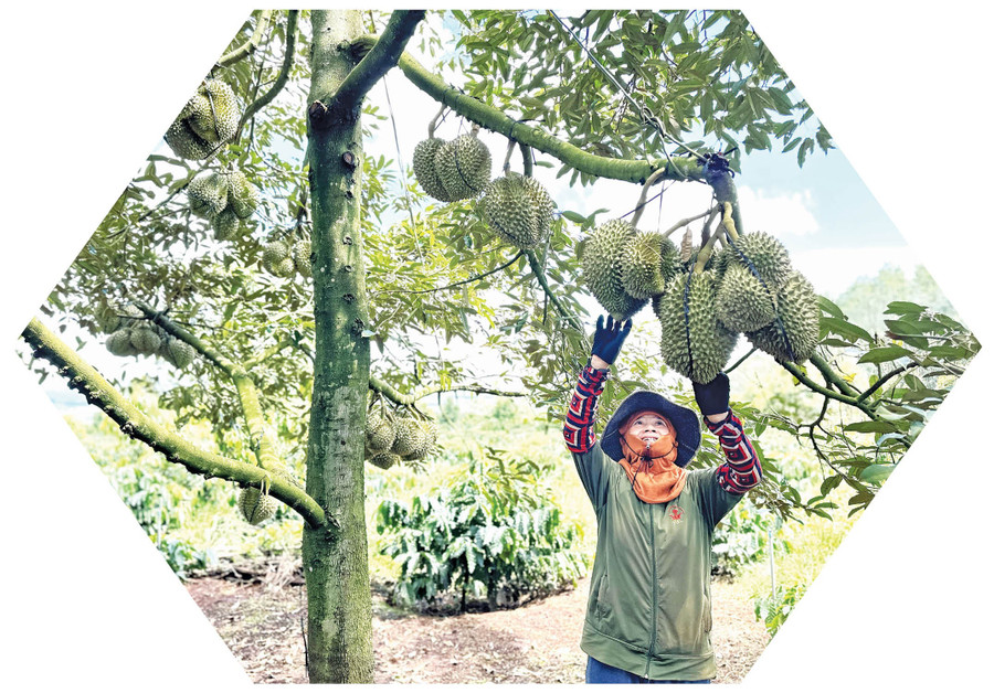 Nông dân Gia Lai dần chú trọng “chuẩn hóa” vùng trồng để đưa sản phẩm vươn xa thị trường thế giới. Ảnh: Hà Duy