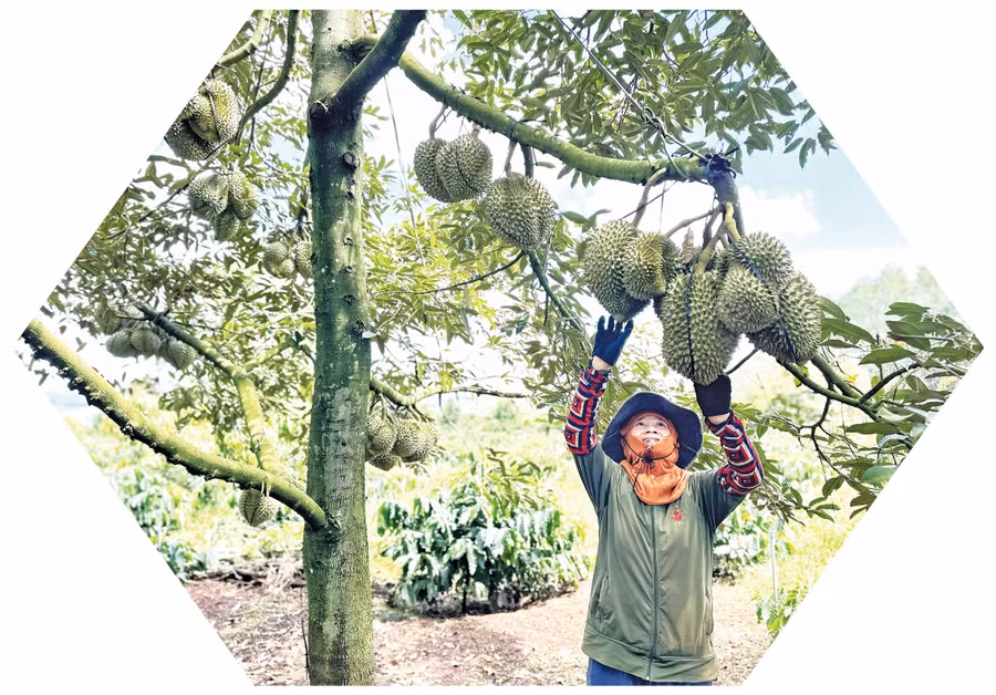 Nông dân Gia Lai dần chú trọng “chuẩn hóa” vùng trồng để đưa sản phẩm vươn xa thị trường thế giới. Ảnh: Hà Duy