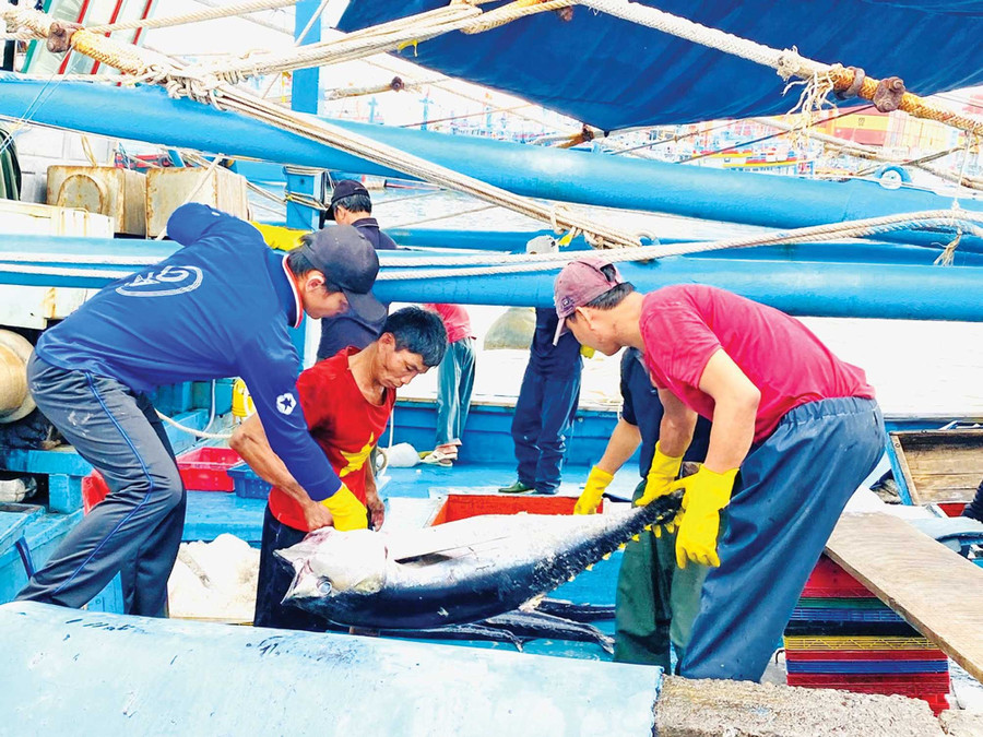 Gia Lai sẽ duy trì vai trò là một trong những địa phương khai thác cá ngừ đại dương lớn nhất cả nước. Ảnh: N.N